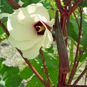 May include: Close-up of an okra plant with a creamy white flower and a dark red okra pod. The flower has a deep burgundy center with yellow stamens. The plant's stems are a deep red, and the leaves are green.
