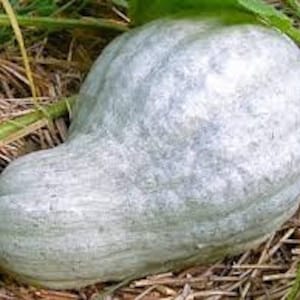 May include: A large, gray, bumpy squash with a long, curved neck.