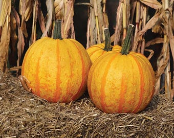 10 Fireball Pumpkin Seeds. Ships free.