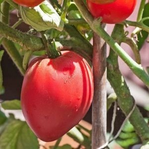 May include: A close-up of a large, red, heart-shaped tomato growing on a vine. The tomato is ripe and has a smooth, shiny skin.
