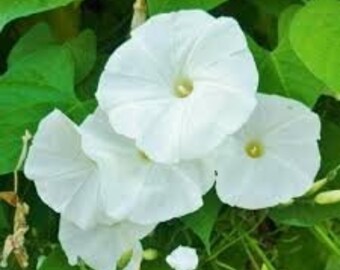 10 Giant White Ipomea Moonflower Seeds. Ships free