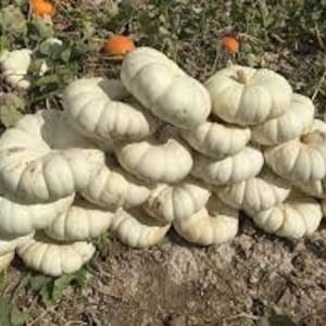 May include: A stack of white pumpkins, some with a slightly green hue, are piled on top of each other on the ground. The pumpkins are round and have a slightly bumpy texture.
