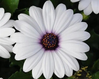 White Cape Daisy. 30 seeds. Free shipping
