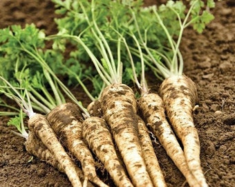 200 Hamburg Root Parsley Seeds. Ships free