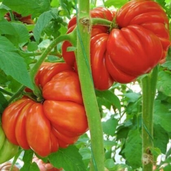 40 Mushroom Basket Tomato Seeds. Ships free