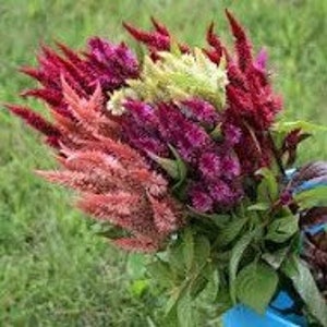 May include: A bouquet of brightly colored celosia flowers in shades of red, pink, and green. The flowers are arranged in a bunch and have a feathery texture.