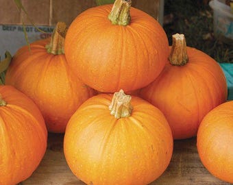10 Pie Pumpkin Seeds. Ships free