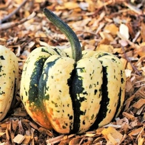 May include: A small, yellow and green striped squash with a long, thin stem. The squash is sitting on a bed of wood chips.
