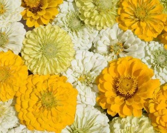 May include: A close-up of a variety of yellow, white, and cream-colored flowers. The flowers are arranged in a bouquet and have a soft, delicate appearance.