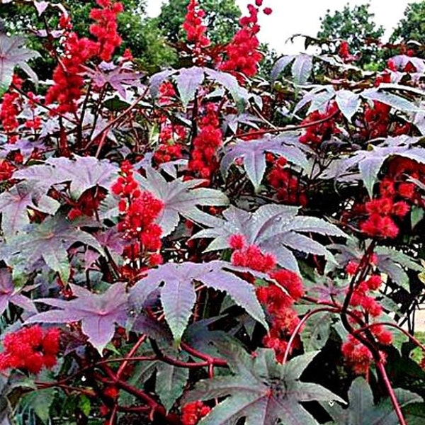 Castor Bean Ricinus 25 seeds. ships free