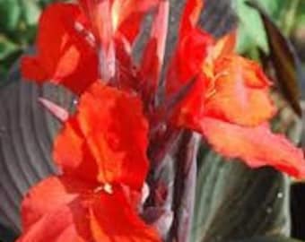 50 Red Velvet Canna Lily seeds. Ships free