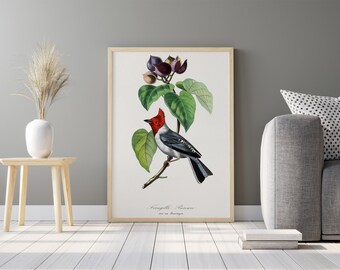 Fringilla vogel schilderij | Vintage illustratie | Botanische AFDRUKBARE digitale downloadbare print | Kunstdecor-print thuis poster | Muur kunst