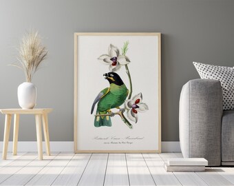 Parkiet vogel schilderij | Vintage illustratie | Botanische AFDRUKBARE digitale downloadbare print | Kunstdecor-print thuis poster | Muur kunst