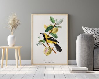 Jacamar vogelschilderij | Vintage illustratie | Botanische AFDRUKBARE digitale downloadbare print | Kunstdecor-print thuis poster | Muur kunst