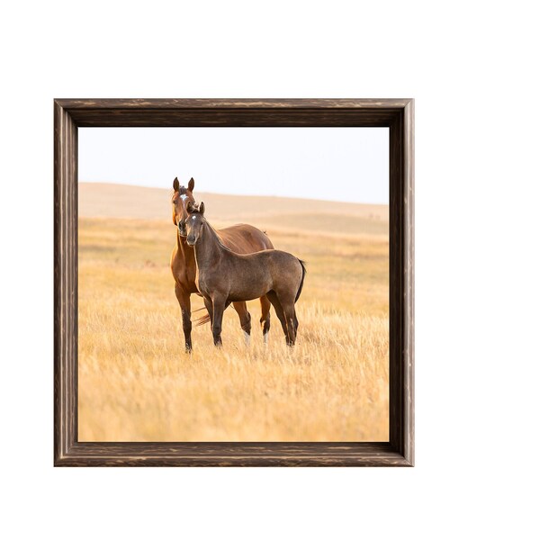 Print, Canvas, or metal print of a mare and foal in a golden late summer pasture. horse, equine, colt, filly