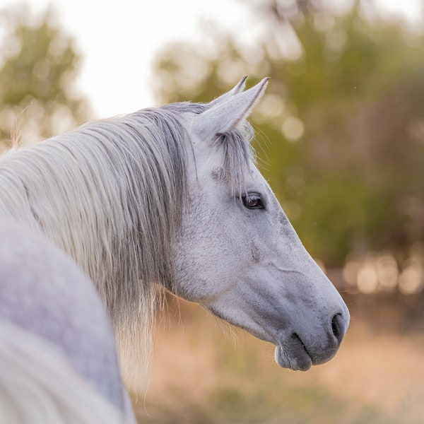 Print, Canvas, or Metal Print of this beautiful gray mare. Warmblood horse head photograph, horse fine art.