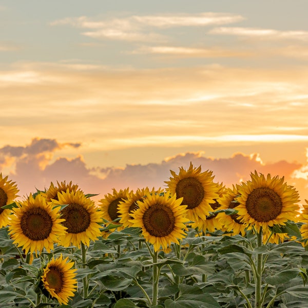 Print, Canvas, or metal print of this photo of a beautiful sunset over a sunflower field in South Dakota. Gorgeous sky!