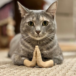 May include: A grey tabby cat with green eyes is sitting on a beige rug with its paws folded in front of it, resembling a person praying. The cat has two human hands attached to its paws.