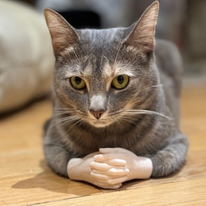 Puede incluir: Un gato atigrado gris con un par de manos blancas juntas frente a él. El gato está mirando directamente a la cámara con una expresión seria.