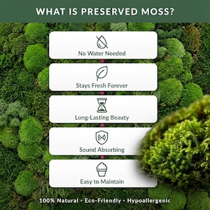 K&ouml;nnte beinhalten: Ein Hintergrund aus gr&uuml;ner konservierter Mooswand mit einer Infografik mit dem Titel WHAT IS PRESERVED MOSS? und f&uuml;nf wei&szlig;en rechteckigen Etiketten mit Symbolen und Text: No Water Needed, Stays Fresh Forever, Long-Lasting Beauty, Sound Absorbing, Easy to Maintain.