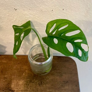 Monstera Adansonii-startplant geworteld
