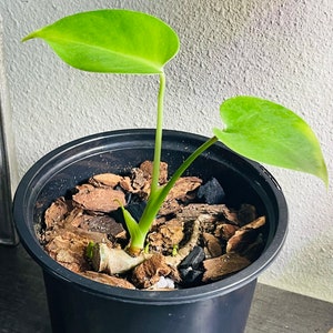 Monstera Deliciosa Baby