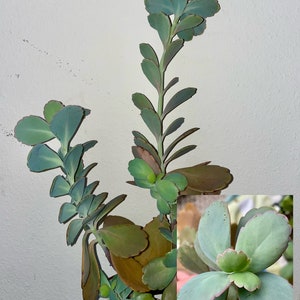 Kalanchoe Fedtschenkoi
