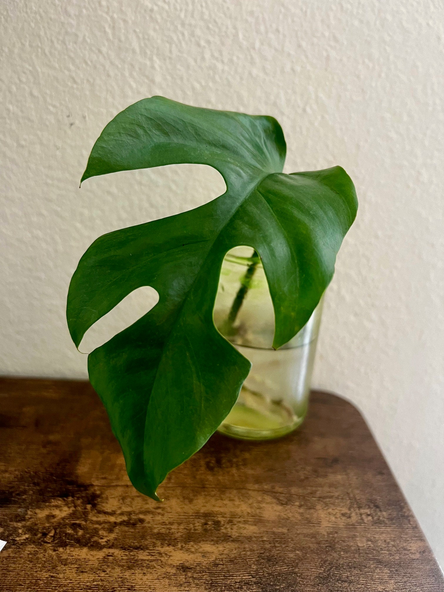 Rhaphidophora tetrasperma - Etsy 日本