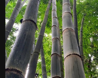 California Giant Black Bamboo Phyllostachys Nigra 'Daikokuchiku' Bare Root Plant Rhizome Rare Hardy