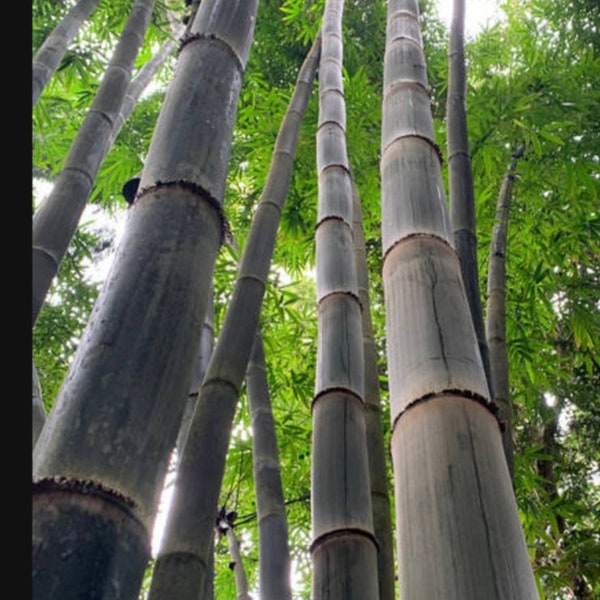 California Giant Black Bamboo Phyllostachys Nigra 'Daikokuchiku' Bare Root Plant Rhizome Rare Hardy