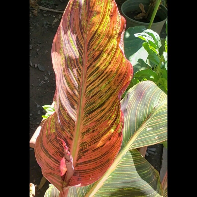 Canna Lily Phasion Multicolor Variegated Orange Flower Rhizome Bulb