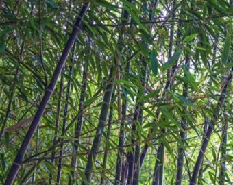 Black Bamboo  Phyllostachys Nigra Live Plant Bare Root Rhizome