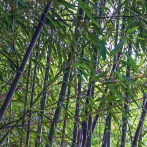 Black Bamboo Phyllostachys Nigra Live Plant Bare Root Rhizome