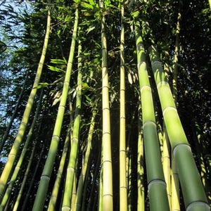 May include: A lush view of a bamboo forest, with tall, green stalks reaching towards the sky. The image captures the sunlight filtering through the leaves, creating a vibrant and natural scene. The bamboo stalks are a mix of light green and yellow.