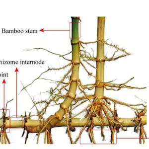 Black Bamboo Phyllostachys Nigra Live Plant Bare Root Rhizome - Etsy