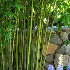 Bamboo Red Margin Phyllostachys Rubromarginata Bare Root Rhizome Starter Plant Privacy