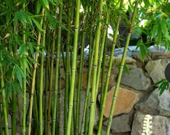 Bamboo Red Margin Phyllostachys Rubromarginata Bare Root Rhizome Starter Plant Privacy