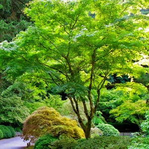 May include: A lush green tree with a thick canopy of leaves stands in a garden setting. The tree has a single trunk that branches out into multiple limbs. The tree is surrounded by other greenery, including smaller trees and shrubs.