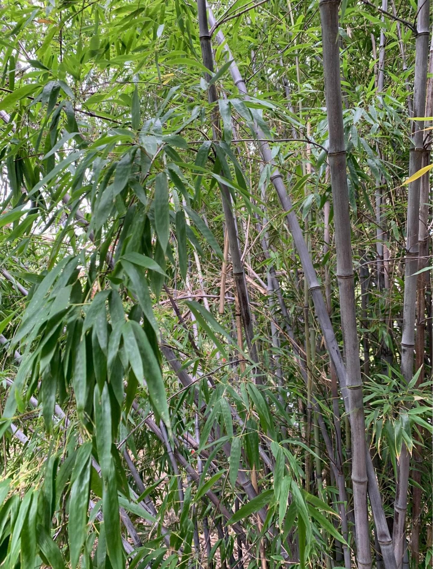 California Giant Black Bamboo Phyllostachys Nigra 'daikokuchiku' Bare Root  Plant Rhizome Rare Hardy - Etsy