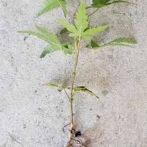 Japanese Maple Tree Seedling Acer Palmatum Green Leaf 14