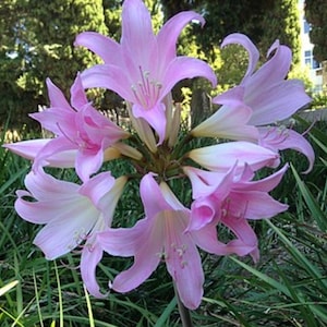 May include: A cluster of pink lily flowers with white centers bloom in a lush green garden. The flowers are arranged in a circular pattern, with the petals overlapping and creating a delicate and intricate design.