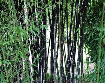 Black Bamboo Phyllostachys Nigra Live Plant Bare Root Rhizome - Etsy