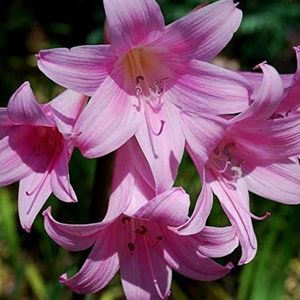 3 Amaryllis Bulbs Belladonna Pink Naked Lady Lily Medium Size Ready to