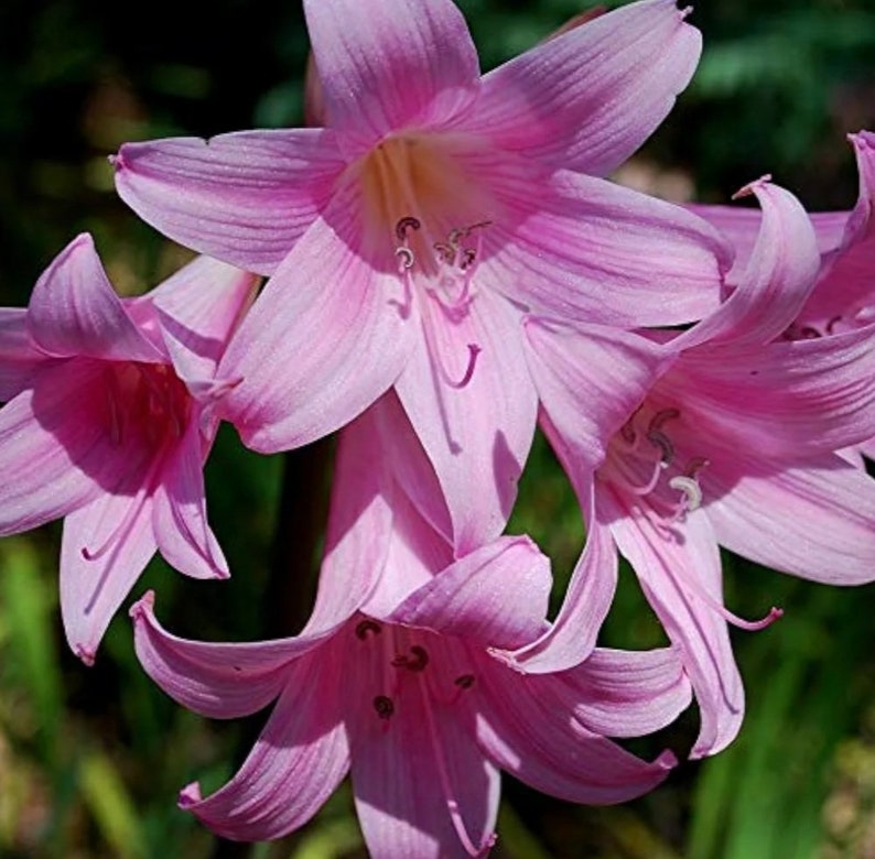 3 Large Amaryllis Bulbs / Belladonna / Pink Naked Lady Lily / Flower
