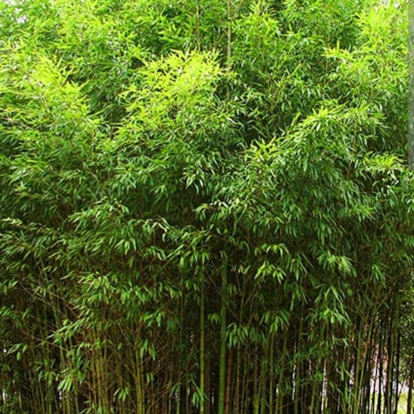 Golden Fishpole Bamboo Phyllostachys Aurea Live Plant Root Rhizome Great Privacy