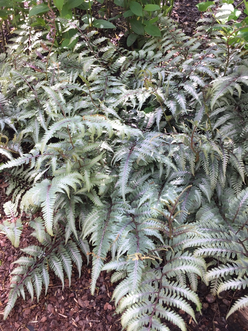 Shade Garden Landscape Design Plan | Planting Zone 5-8 - Etsy