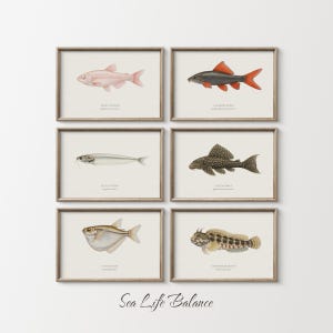 May include: Six framed watercolor prints of various fish species, each with a different shape and color. The prints are in wooden frames and arranged in a grid. The text "Sea Life Balance" is at the bottom.