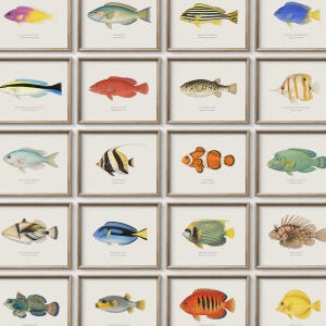 May include: A collection of framed art prints featuring colorful illustrations of various fish species. Each print showcases a different fish, with detailed depictions and scientific names. The frames are a light brown color, and the artwork is displayed on a white background.