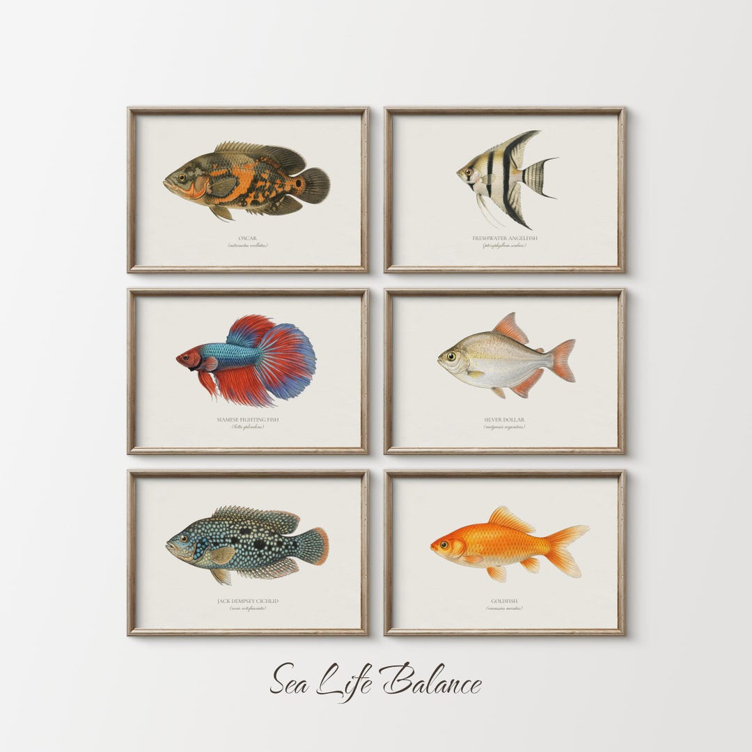 Vintage Fish Illustrations Gallery Set, Freshwater Aquarium Art ...