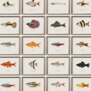 Könnte beinhalten: Eine Sammlung gerahmter Vintage-Fischillustrationen. Jeder gerahmte Druck zeigt eine andere Fischart mit einer Vielzahl von Farben und Mustern. Die Rahmen haben einen warmen, neutralen Farbton und schaffen eine zusammenhängende Galerie-Wand-Ästhetik.